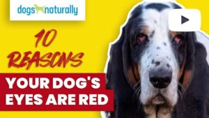 10 reasons your dogs eyes are red