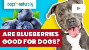 are blueberries good for dogs