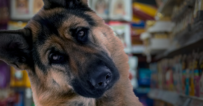 health benefits of pets