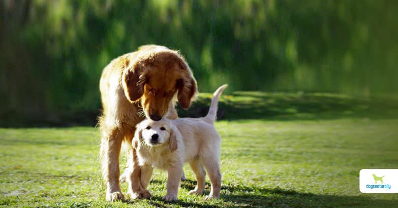 when do dogs stop growing