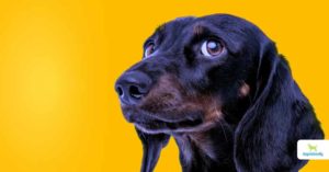 the dangers of heartworm medication