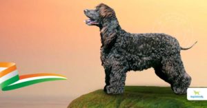 Irish Water spaniel