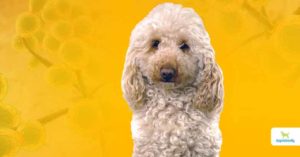 yeast infection in dogs