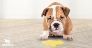 dog throwing up yellow