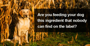 genetically modified ingredients