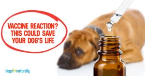 homeopathic remedies for dogs