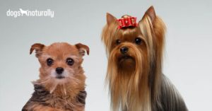 purebred vs mixed breed